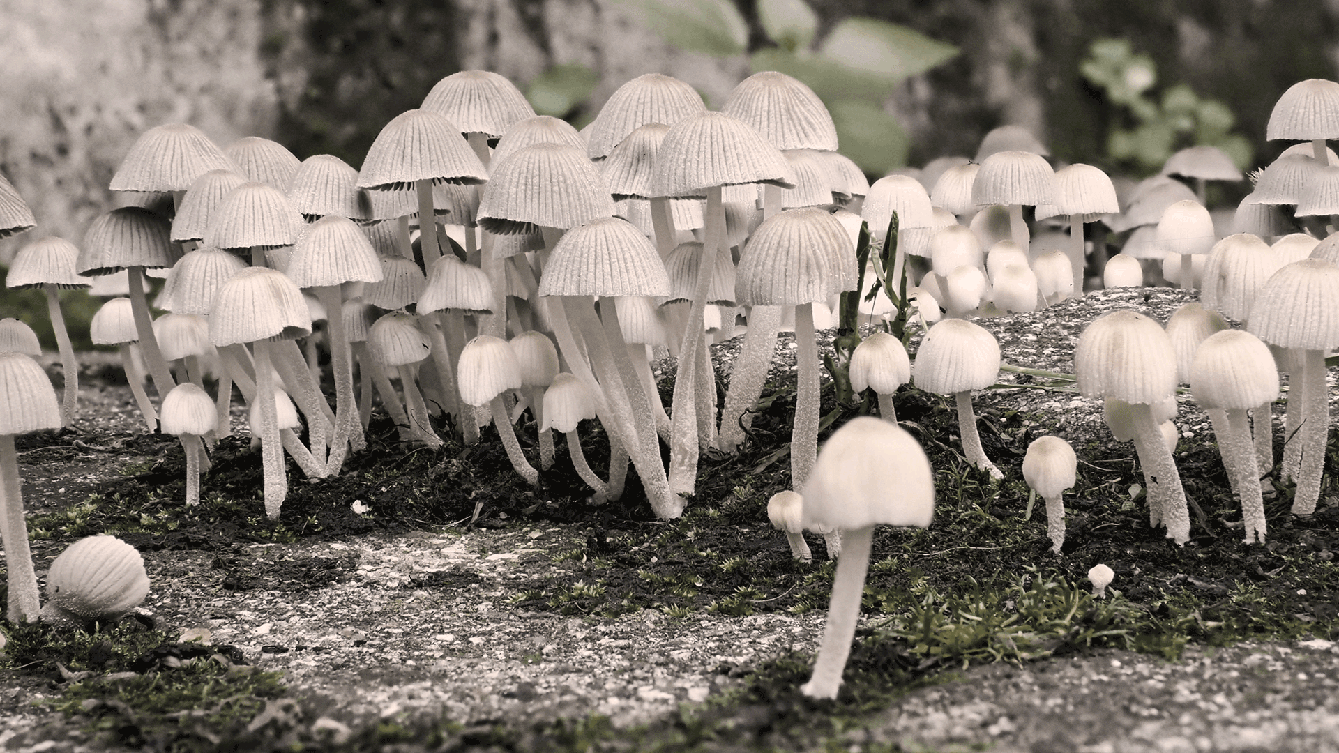 Top 10 MDAX: Abseits des Rampenlichts